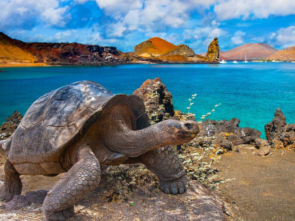 Paquetes a ecuador con islas galapagos