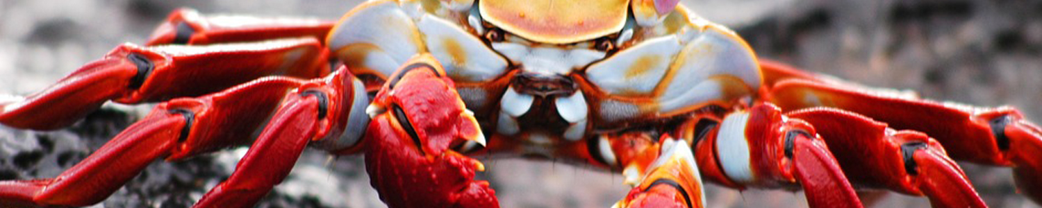 Paquetes a islas galapagos desde argentina