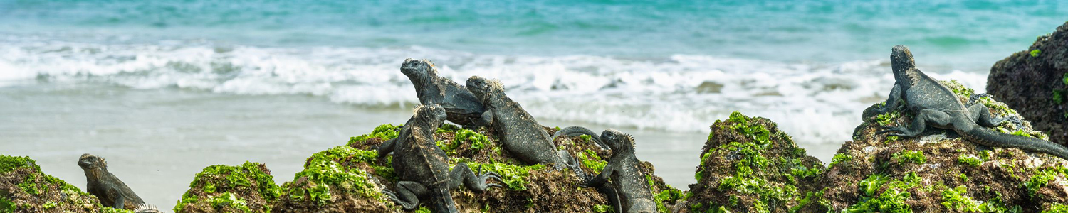Paquetes a islas galapagos lanzate