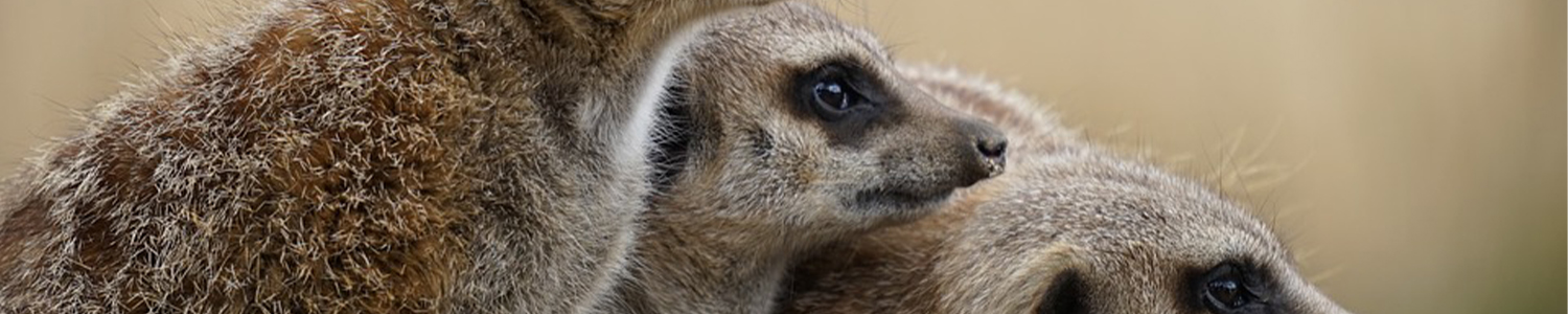 Viajes a kenia desde argentina lanzate