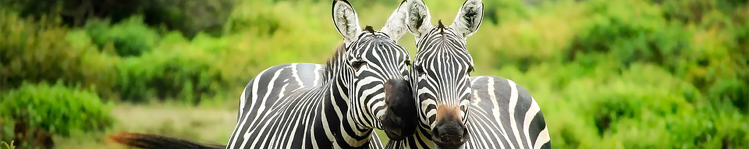 Viajes a kenia desde argentina nairobi