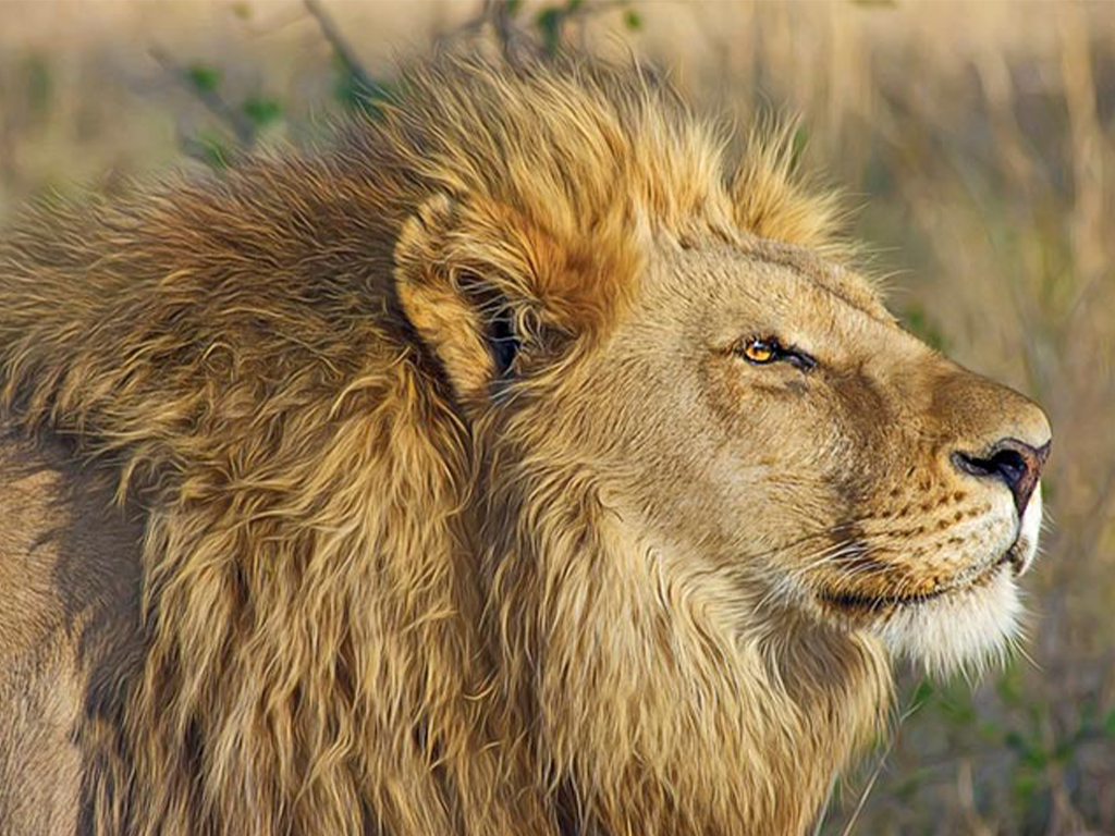 safari a sudafrica desde argentina
